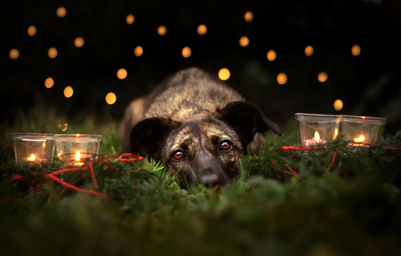 Photo wallpaper look, each, dog