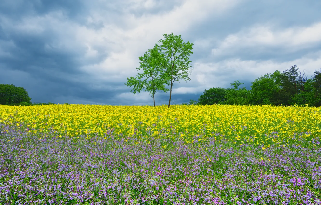 Photo wallpaper trees, flowers, meadow, rape, rapeseed field