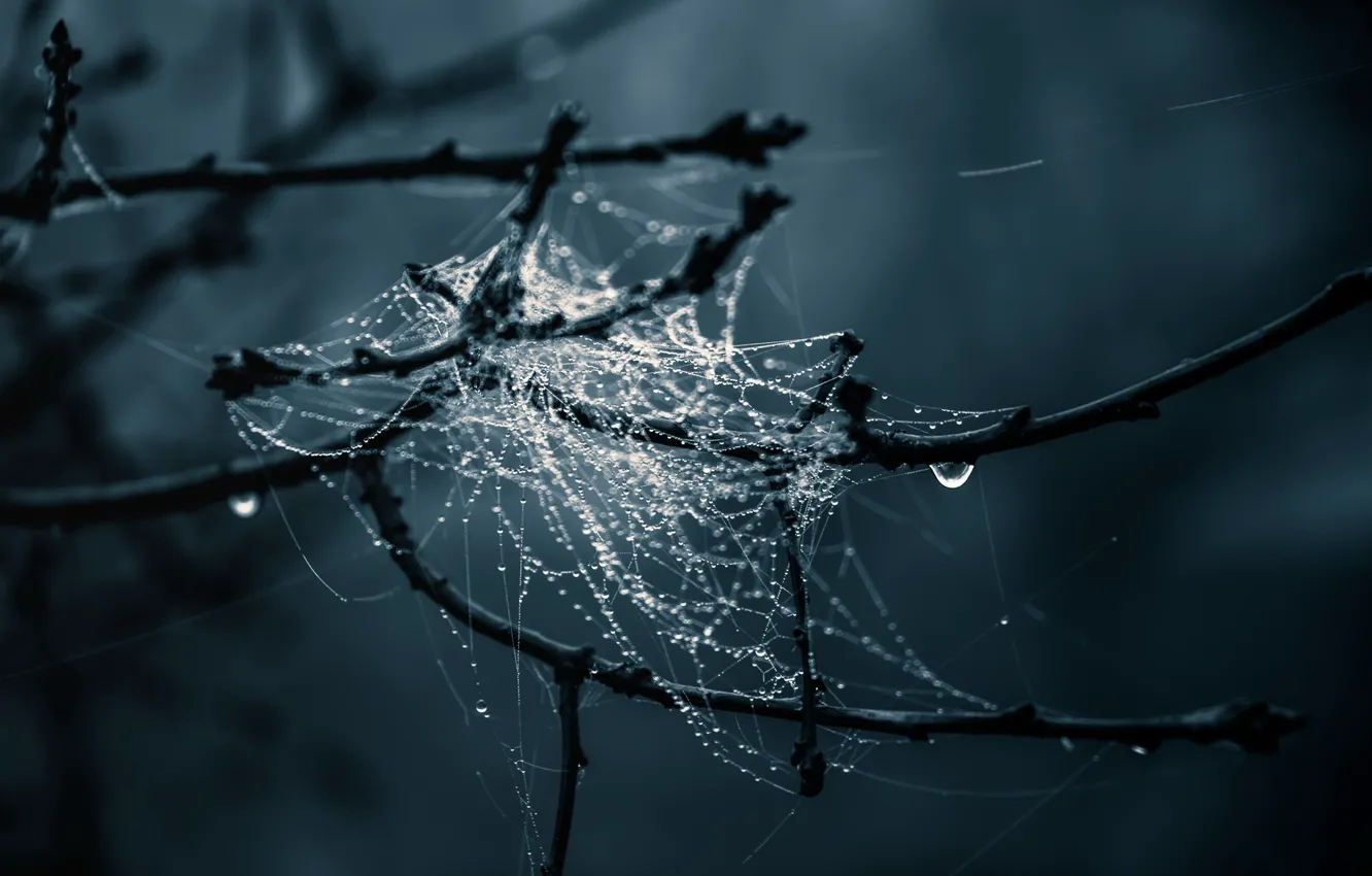 Photo wallpaper branches, tree, web