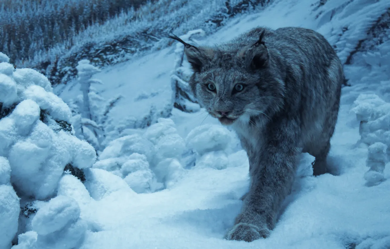 Photo wallpaper cat, wild, snow