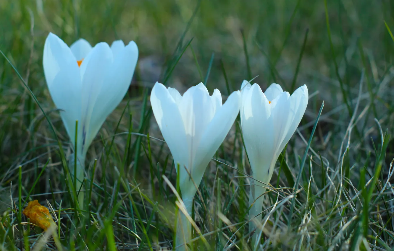 Photo wallpaper white, flower, spring, Crocus