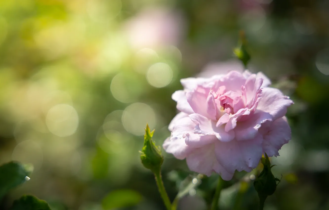 Photo wallpaper macro, flowers, background, roses