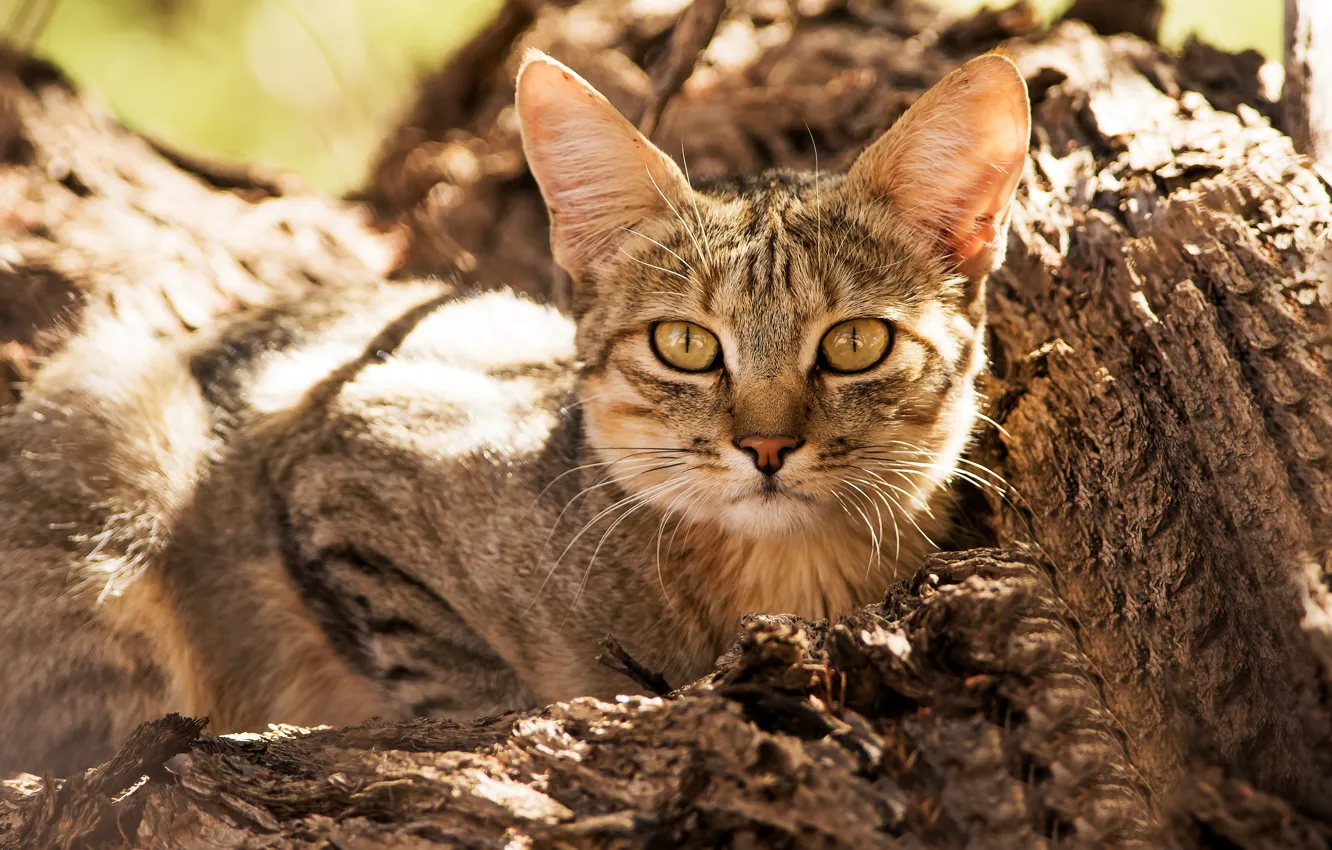 Photo wallpaper look, face, Wild cat, Forest cat