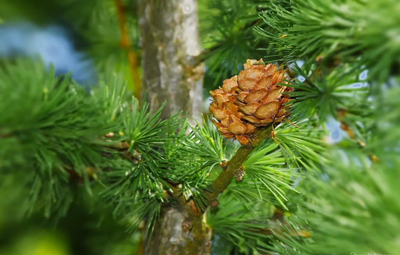 Photo wallpaper nature, spring, larch