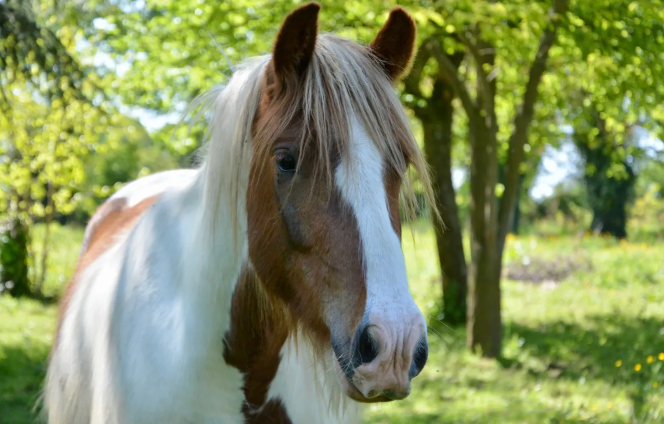 Photo wallpaper animal, horse, mane, color