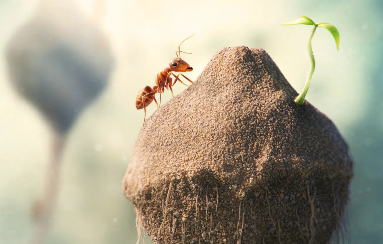 Photo wallpaper sand, macro, fiction, Rostock, ants