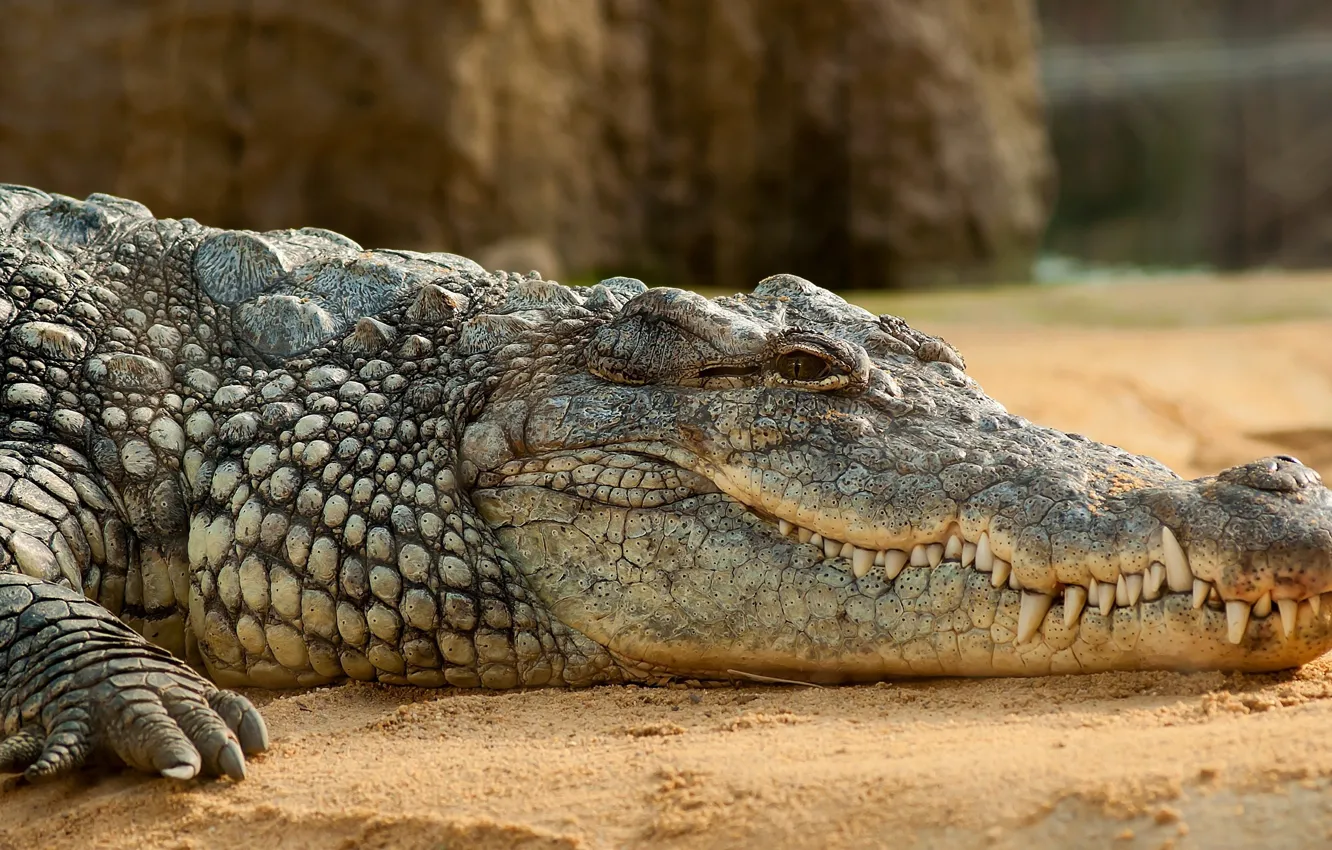 Photo wallpaper sand, stay, calm, Africa, Nile crocodile