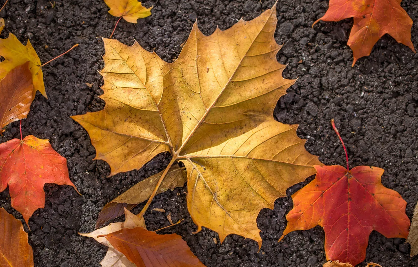 Photo wallpaper autumn, leaves, macro