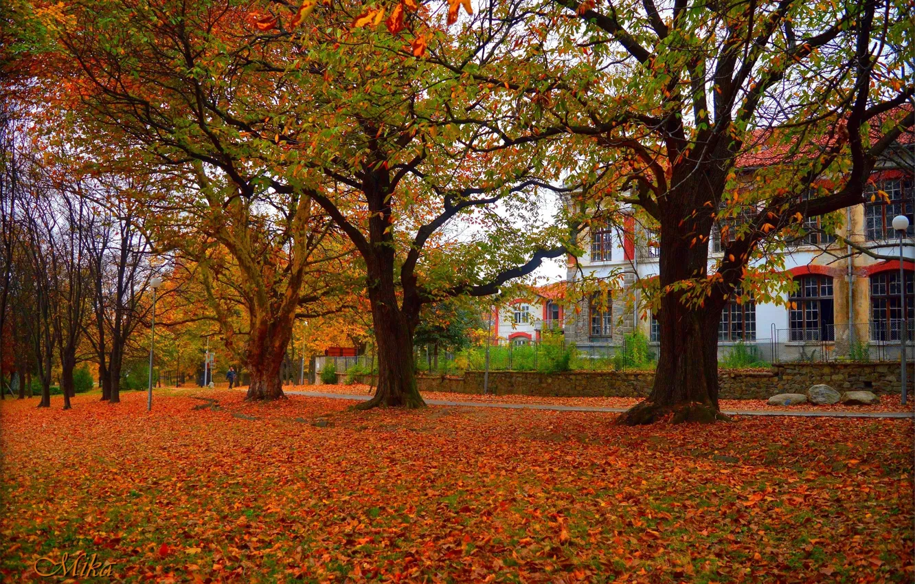 Photo wallpaper Autumn, Trees, The building, Fall, Foliage, Autumn, Building, Trees