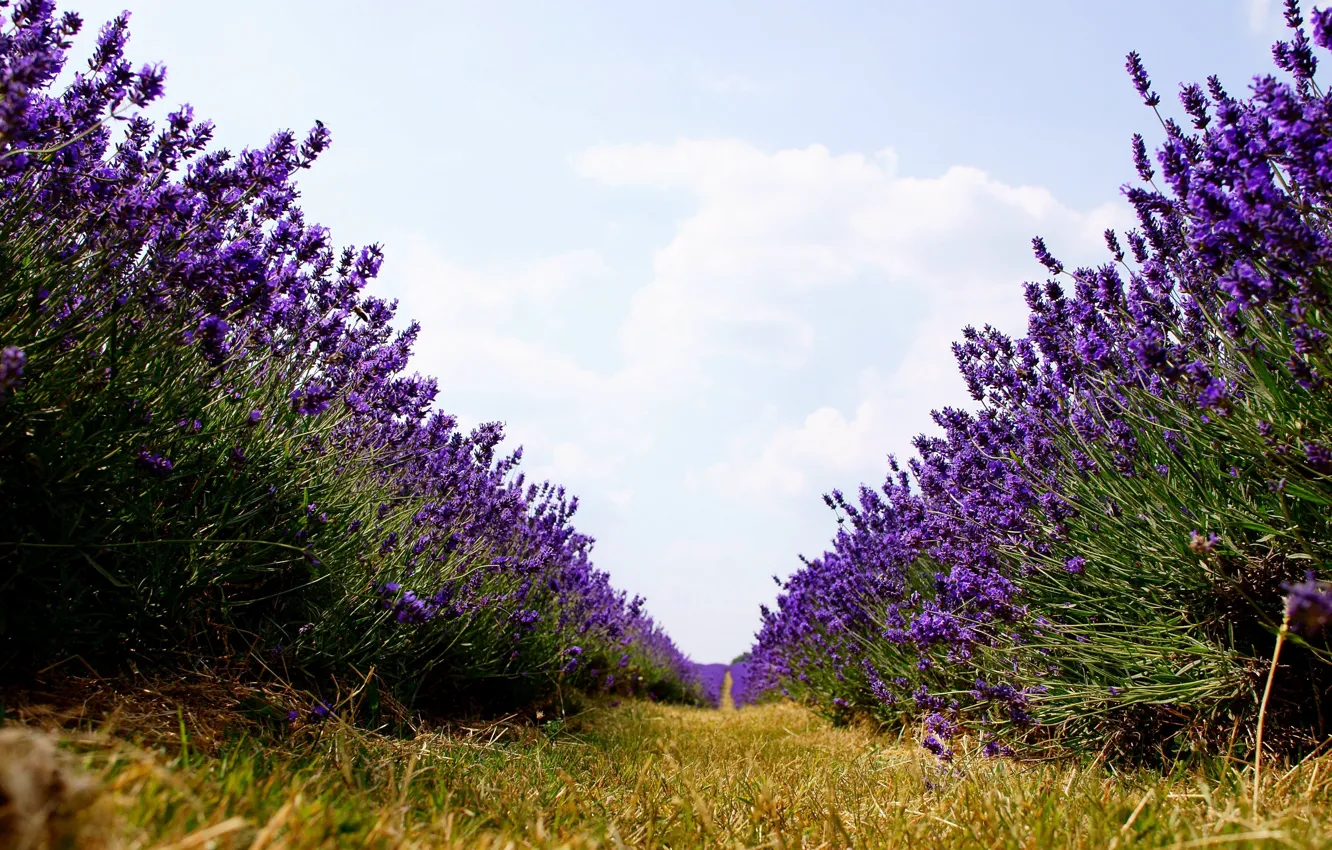 Photo wallpaper field, purple, flowers, nature, a number, lavender