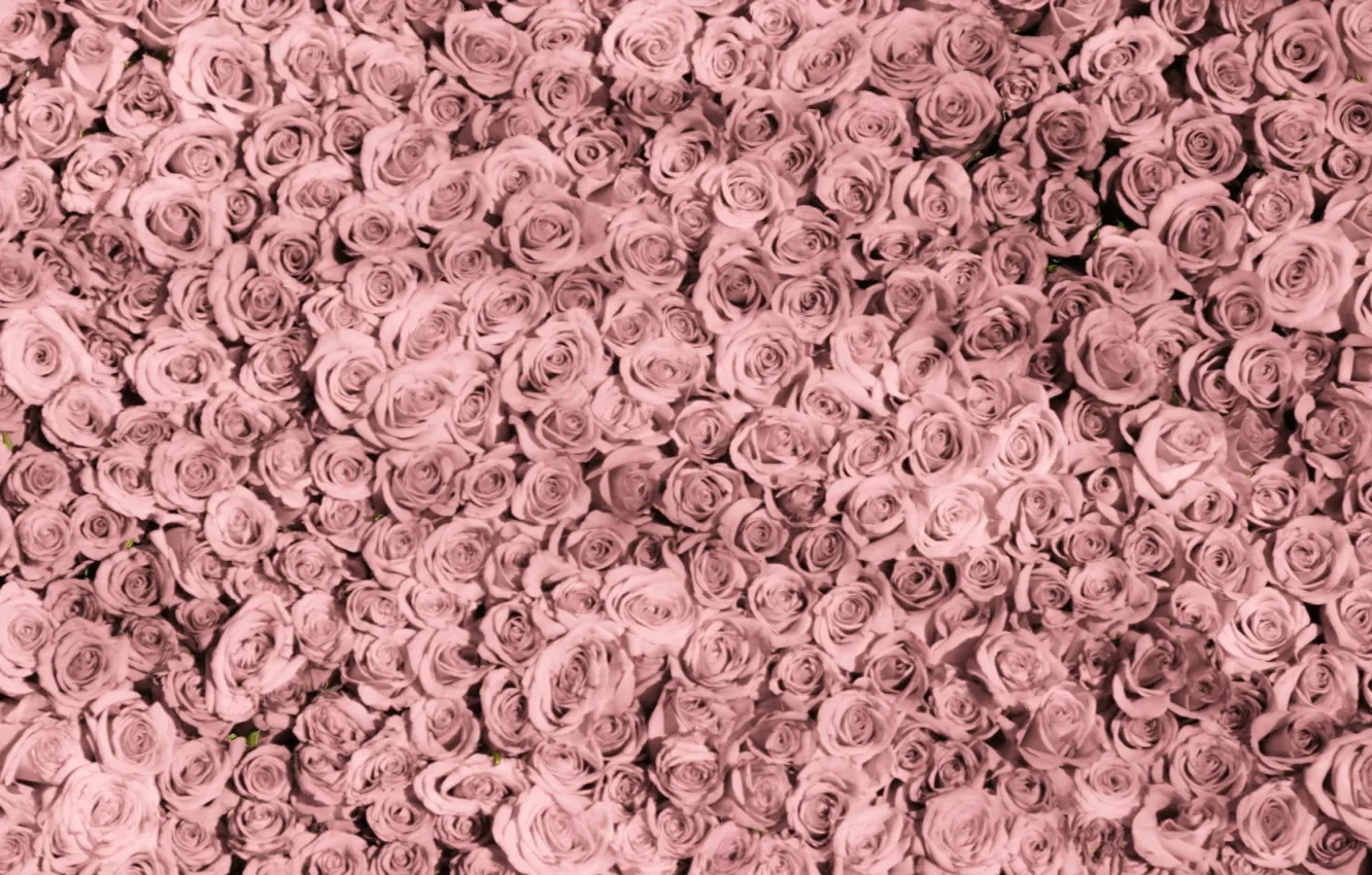 Photo wallpaper background, roses, texture, pink, a lot