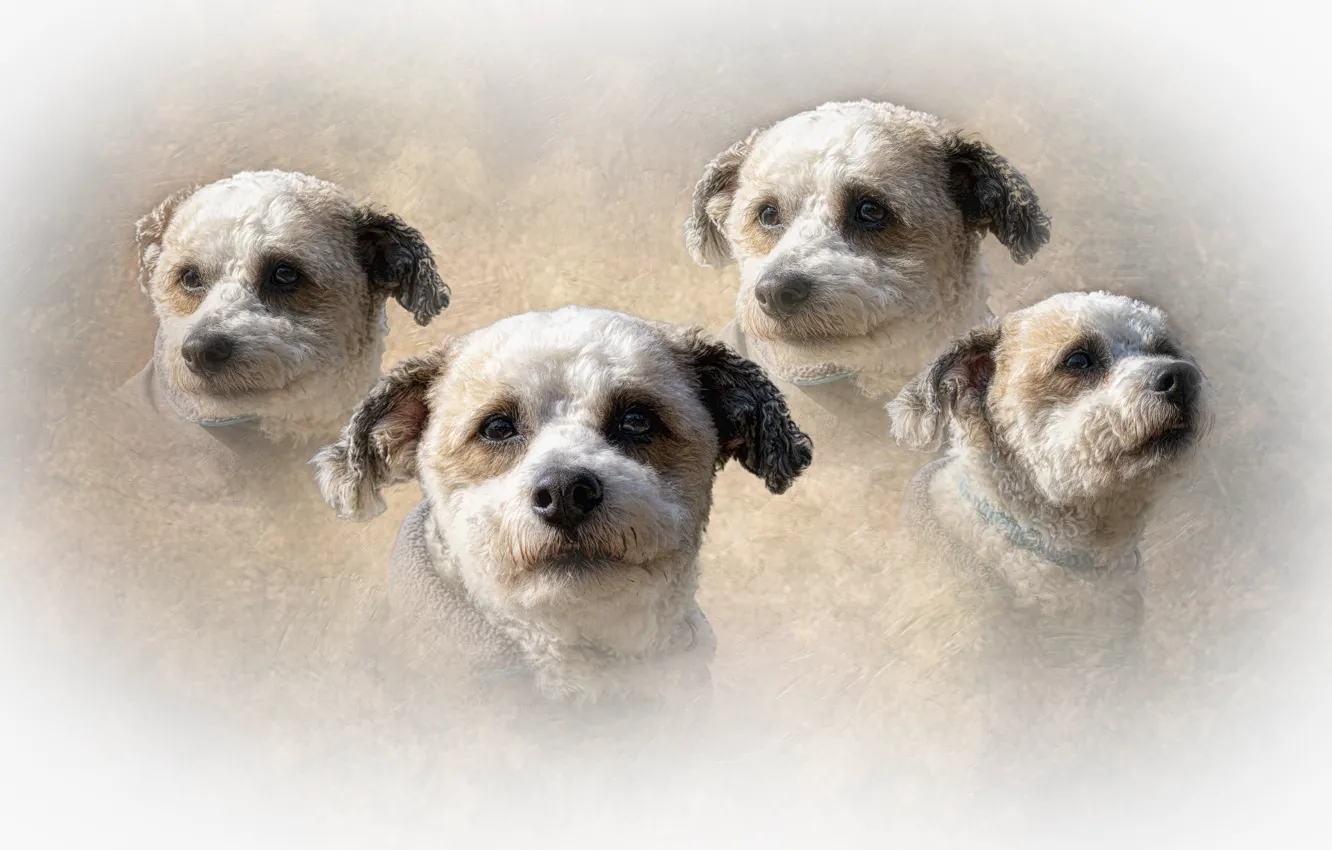 Photo wallpaper face, portrait, dog, treatment, texture, light background, peer, photoart