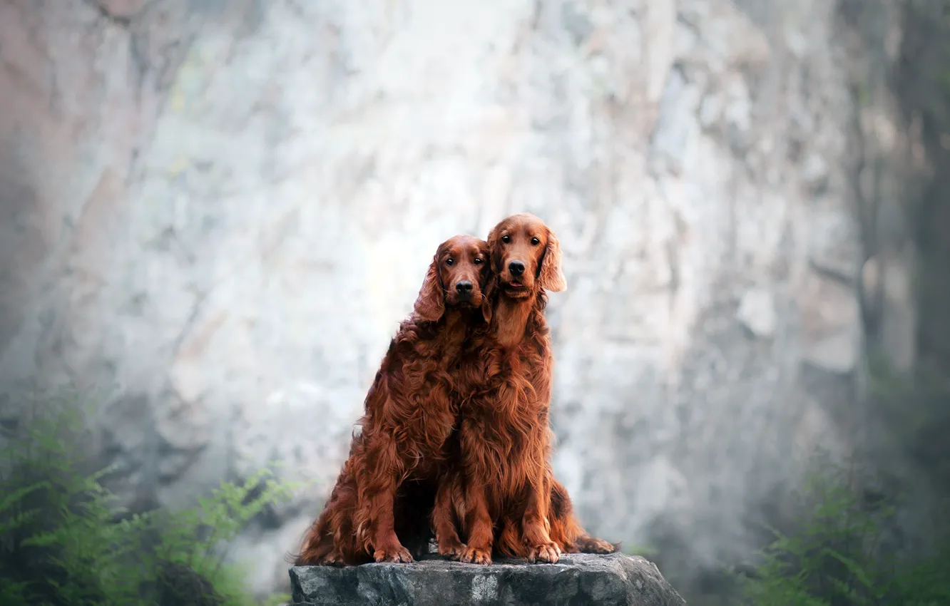 Photo wallpaper background, each, dog