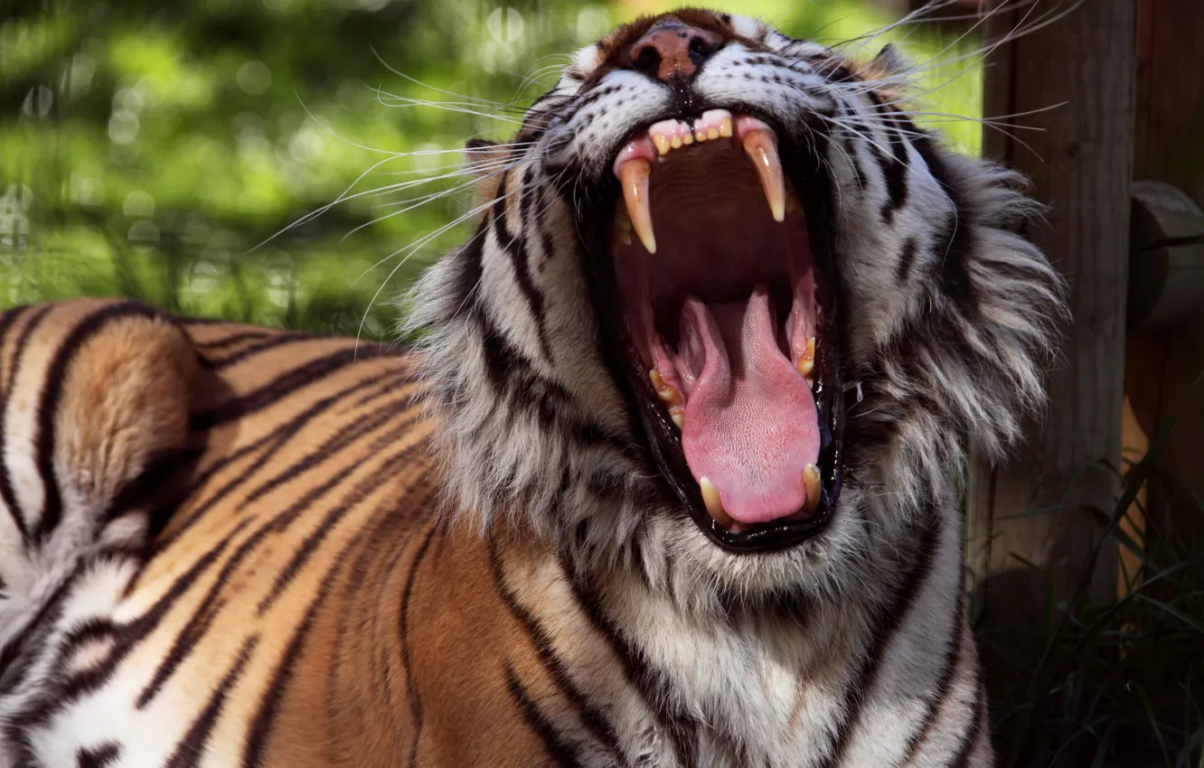 Photo wallpaper language, face, tiger, mouth, fangs, grin, evil, roar