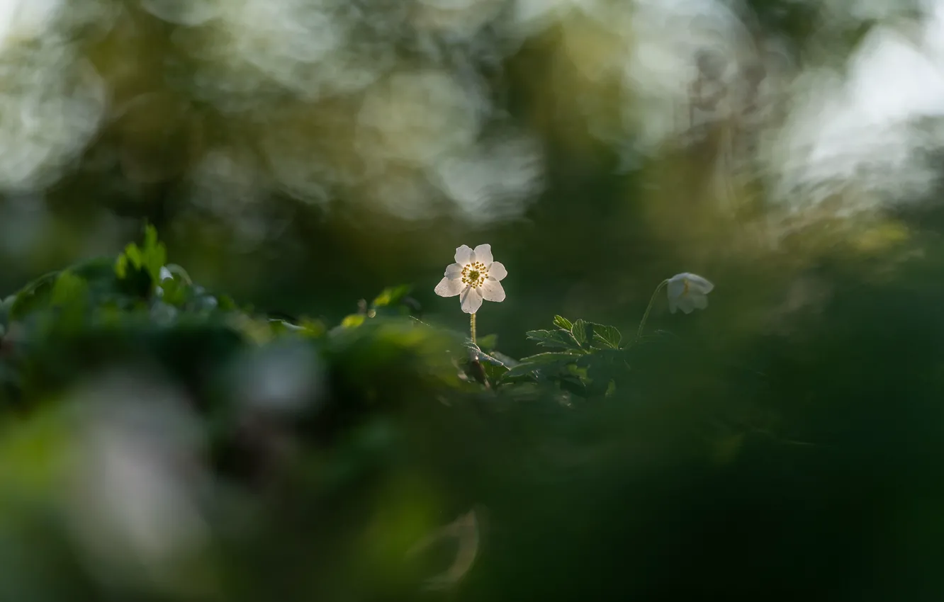 Photo wallpaper flowers, spring, bokeh