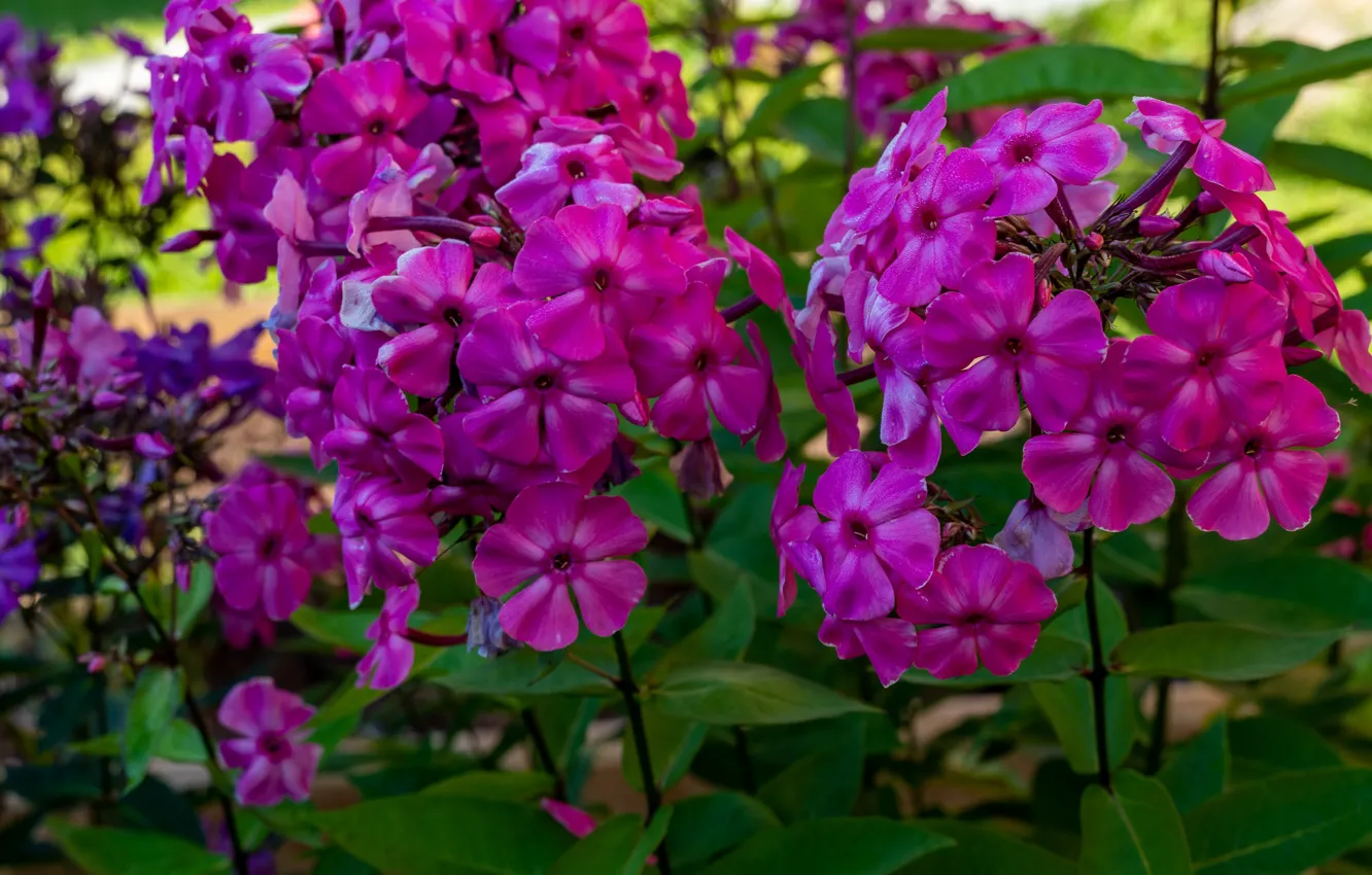 Photo wallpaper flowers, bright, pink, Phlox
