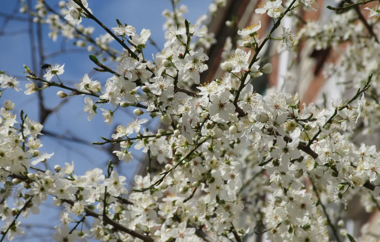 Photo wallpaper trees, April, spring 2018, Meduzanol ©