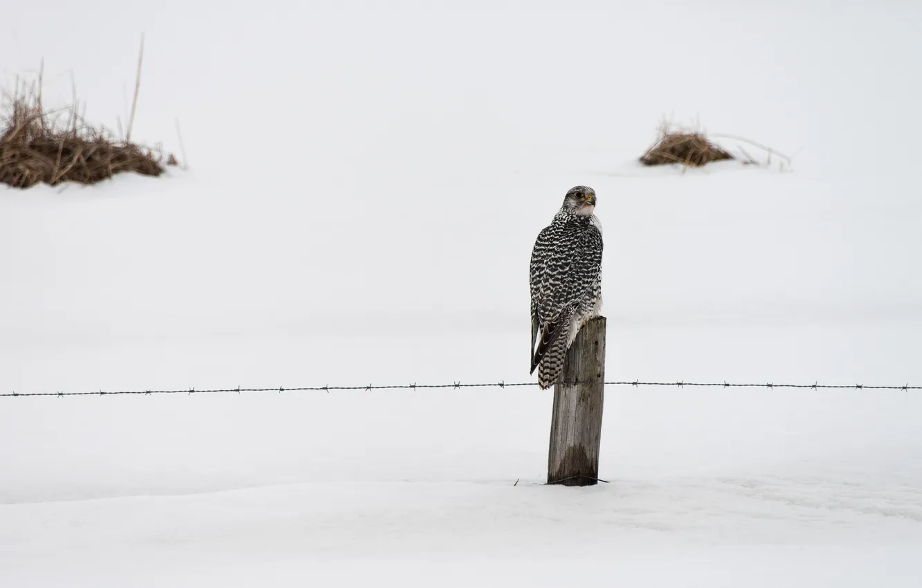 Photo wallpaper winter, bird, the fence, Falcon