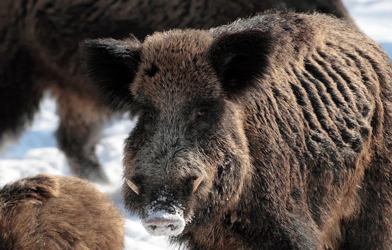 Photo wallpaper look, face, boar, boar