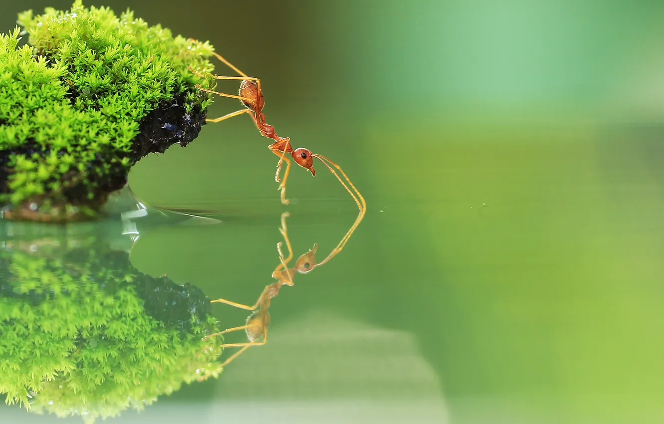 Photo wallpaper water, reflection, island, moss, ants, insect, red imported fire