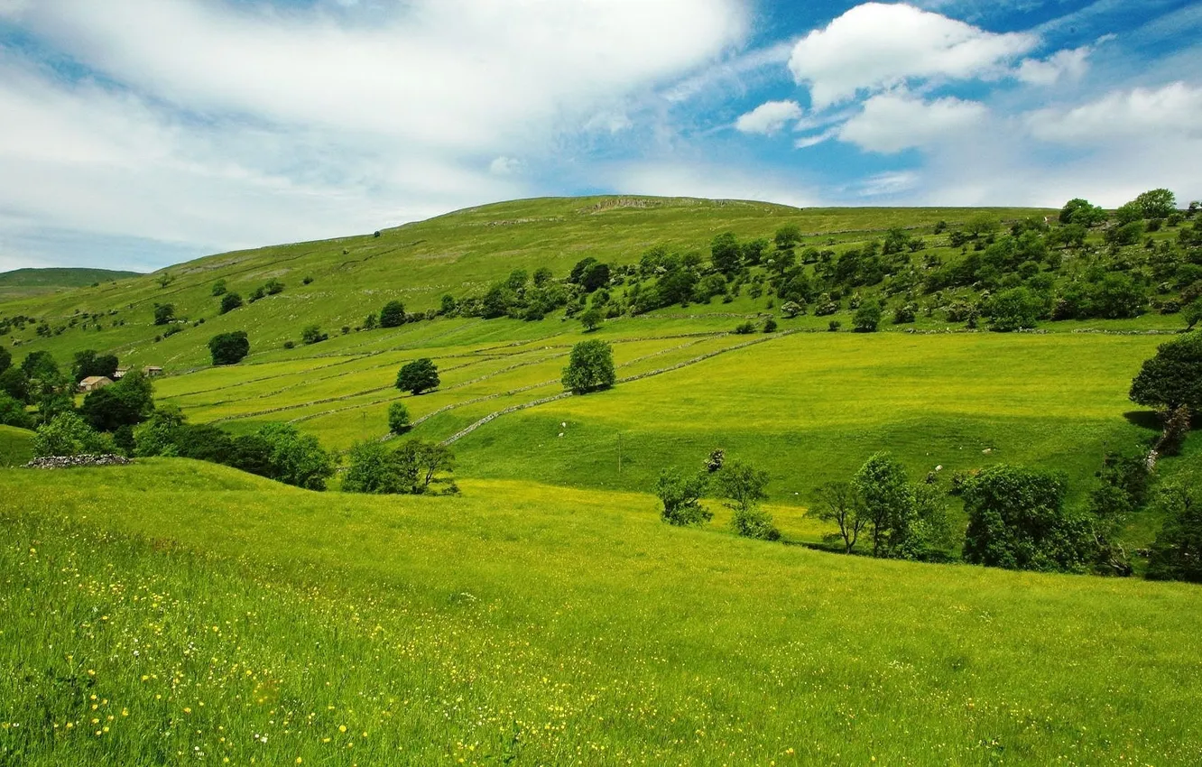 Photo wallpaper greens, the sky, grass, trees, landscape, home