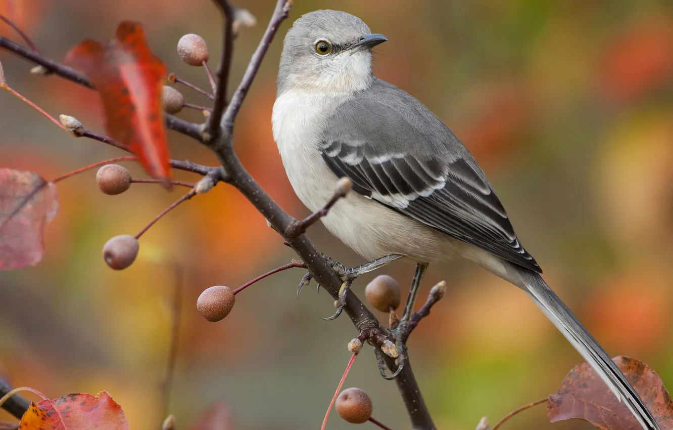Photo wallpaper autumn, leaves, branches, bird, tail