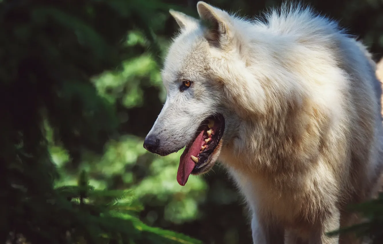 Photo wallpaper language, white, look, face, light, nature, pose, green