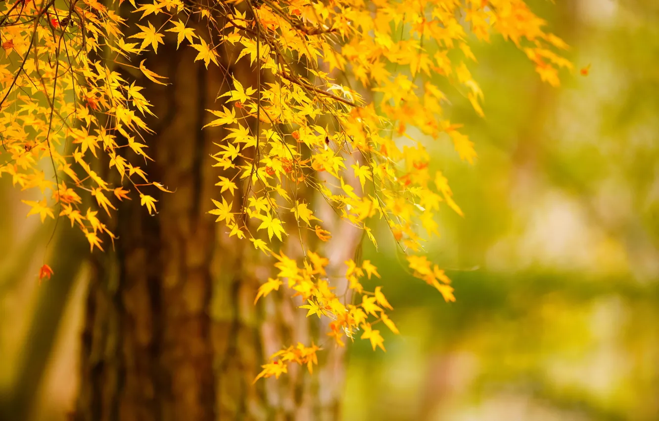 Photo wallpaper autumn, leaves, trees, nature