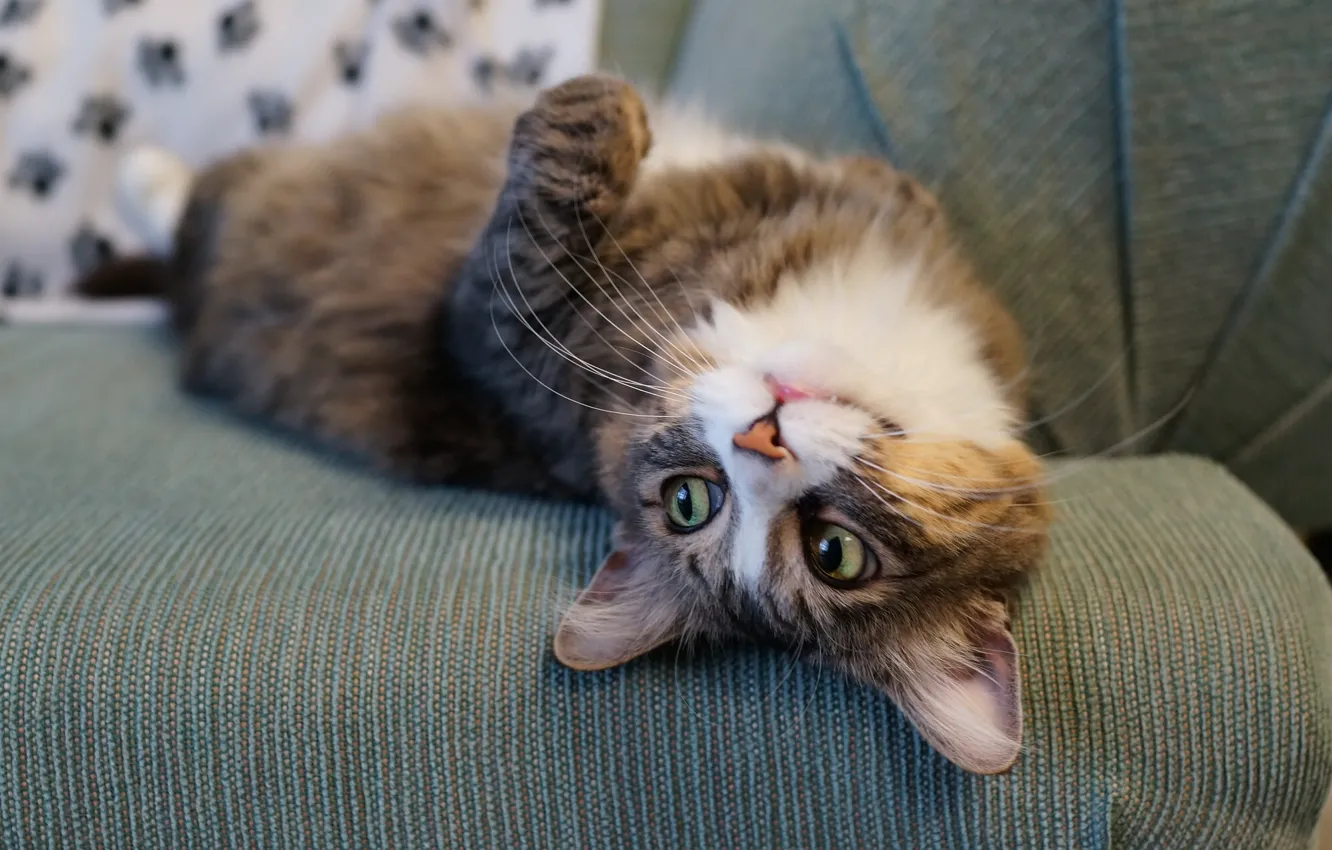 Photo wallpaper cat, cat, stay, chill
