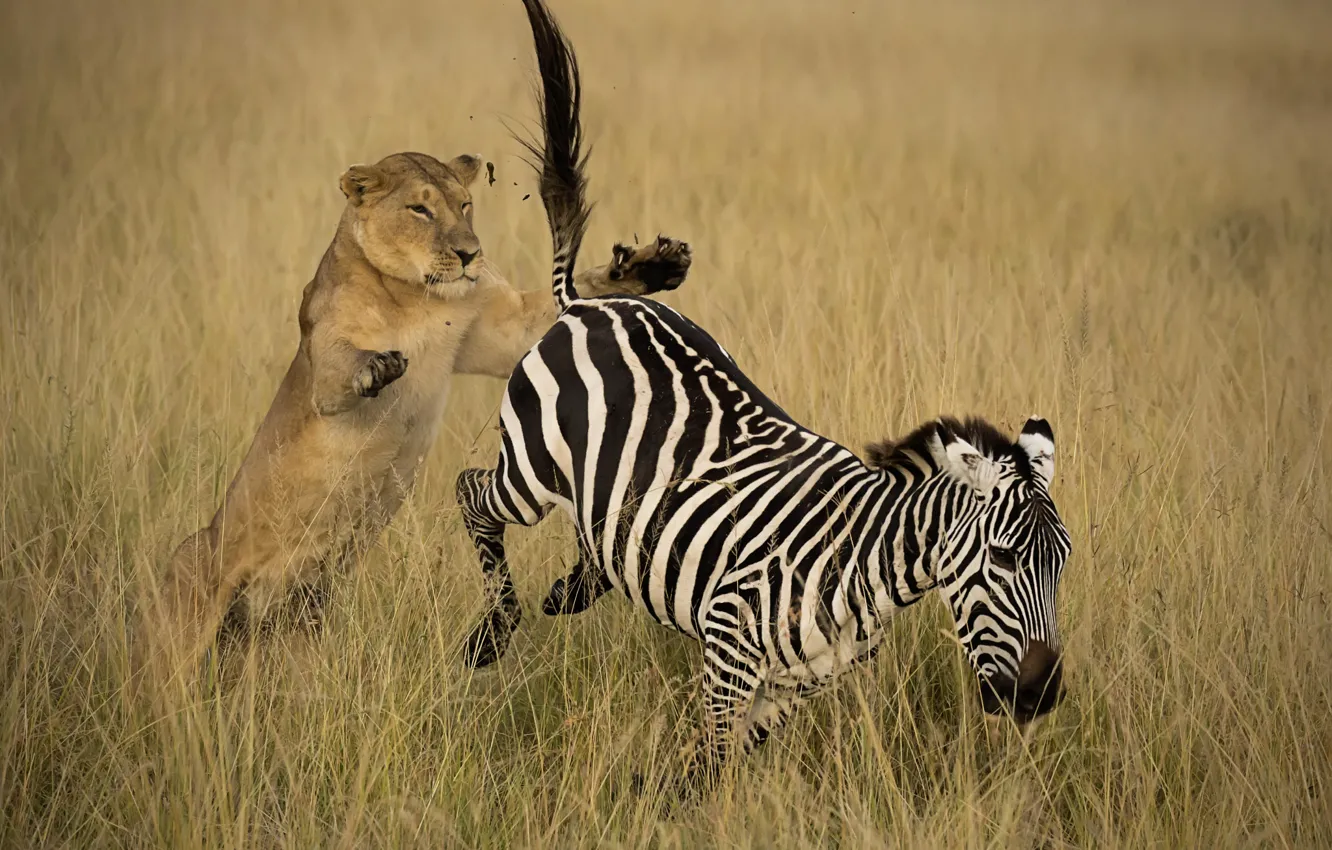 Photo wallpaper chase, Leo, Zebra, Africa, lioness