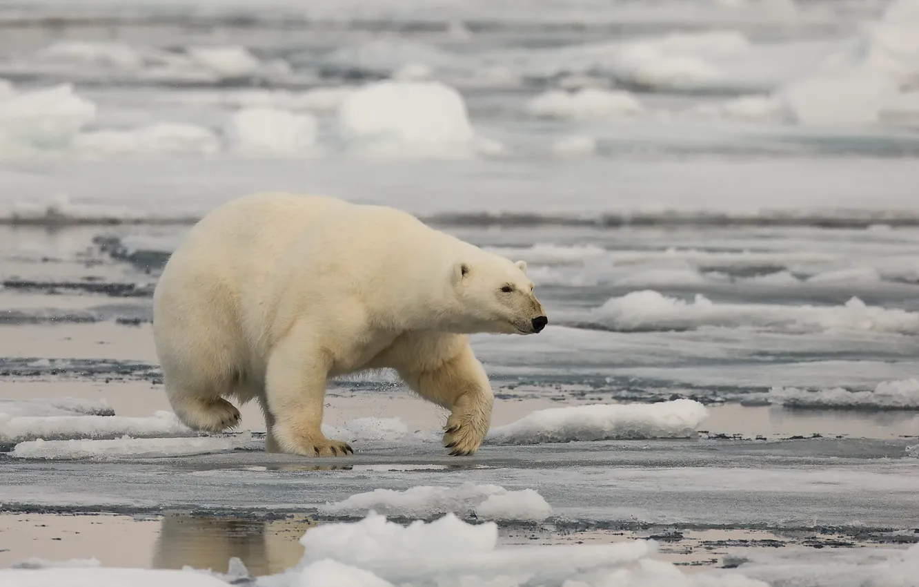 Photo wallpaper nature, background, bear