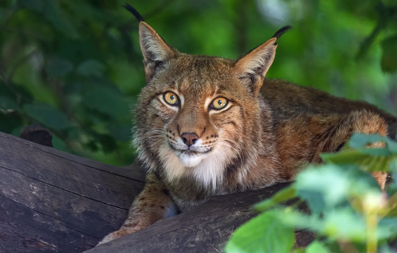 Photo wallpaper portrait, look, lies, log, face, leaves, bokeh, lynx