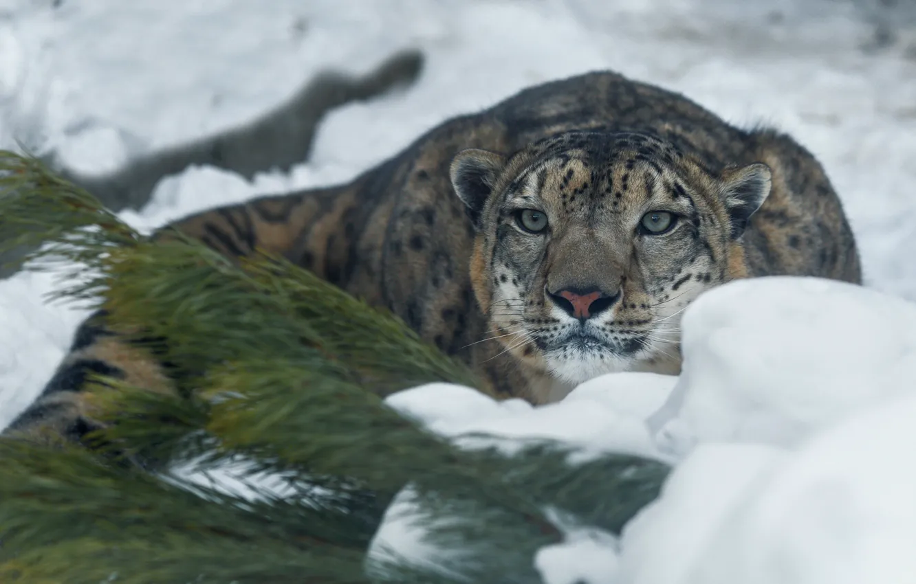 Photo wallpaper winter, snow, branches, animal, predator, IRBIS, snow leopard, needles