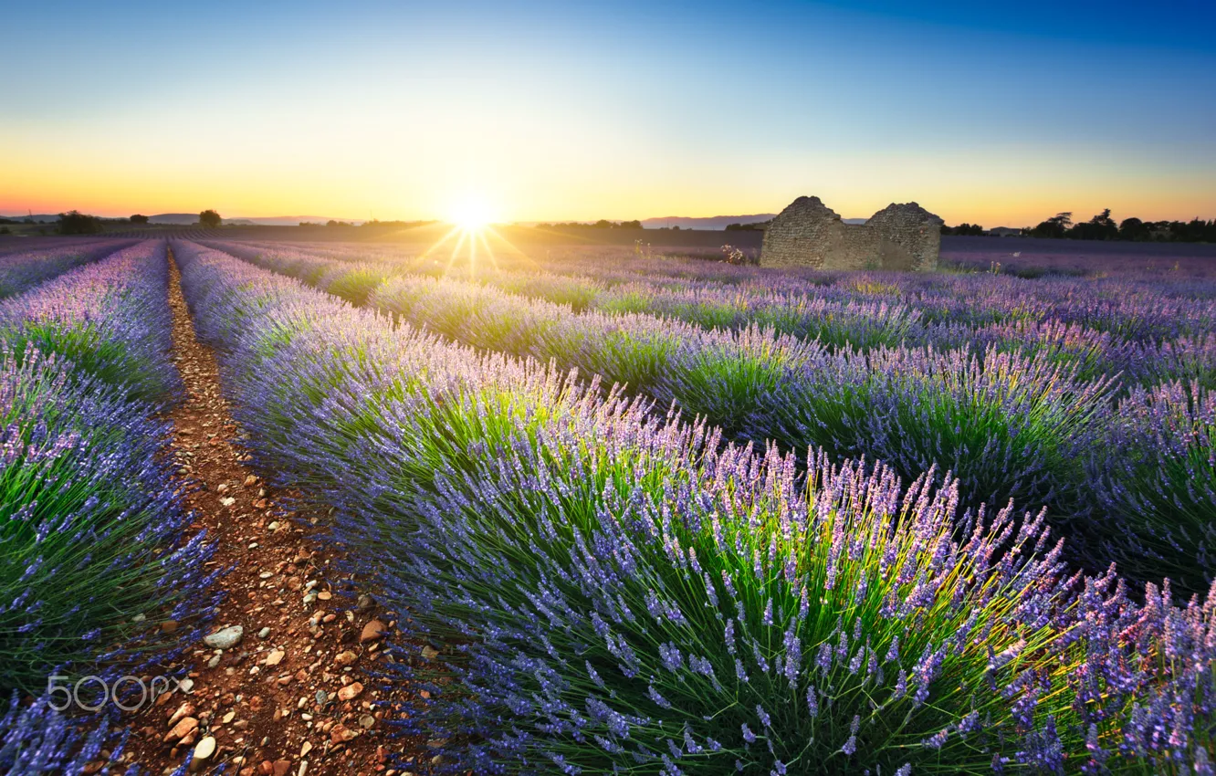 Photo wallpaper field, summer, the sun, nature, France, lavender