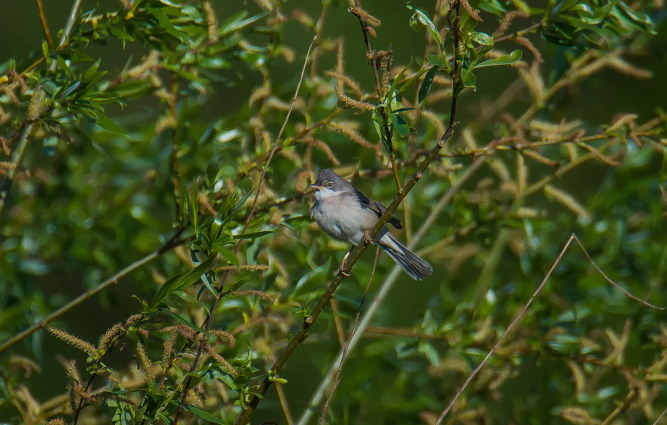 Photo wallpaper nature, bird, IVA, Warbler, photohunt