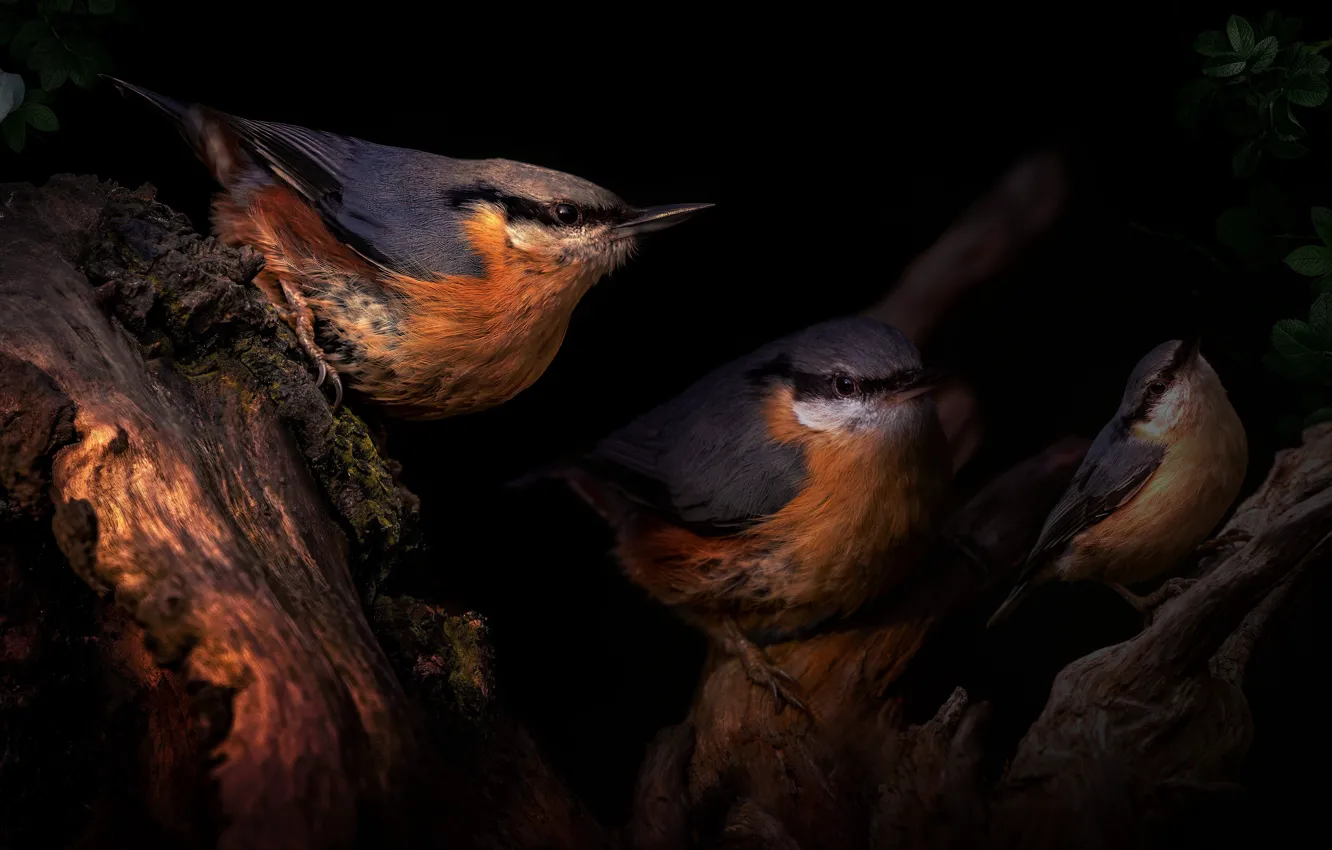 Photo wallpaper flowers, bird, black background, trio, nuthatch, photoart