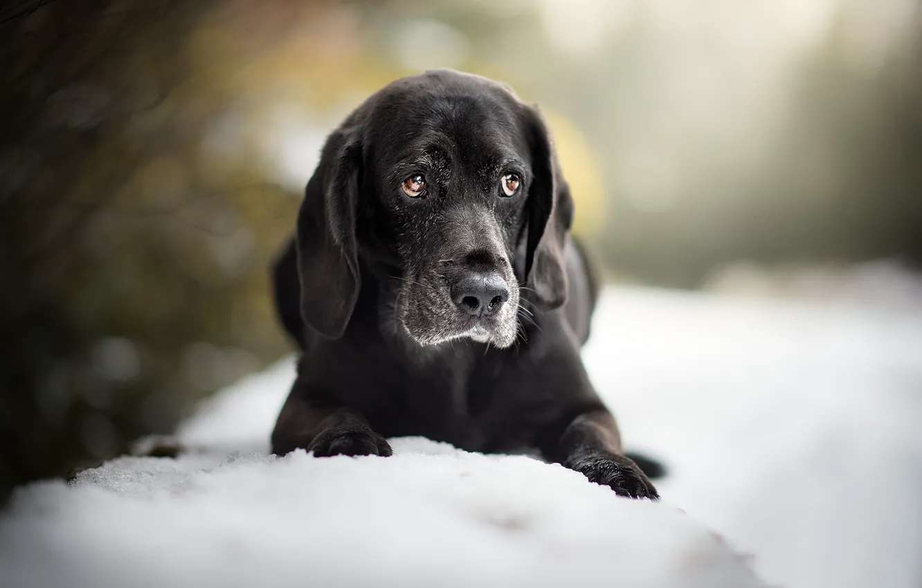 Photo wallpaper snow, dog, puppy, bokeh