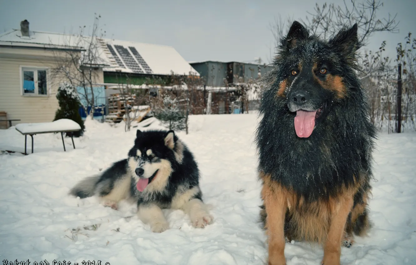 Photo wallpaper dogs, shepherd, Malamute, Yakut