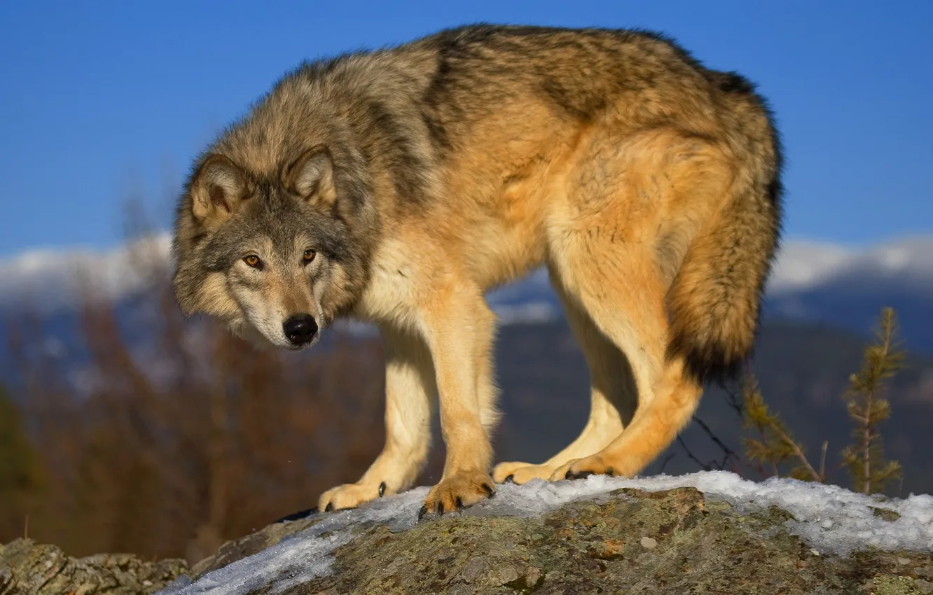 Photo wallpaper grey, wolf, predator, wolf