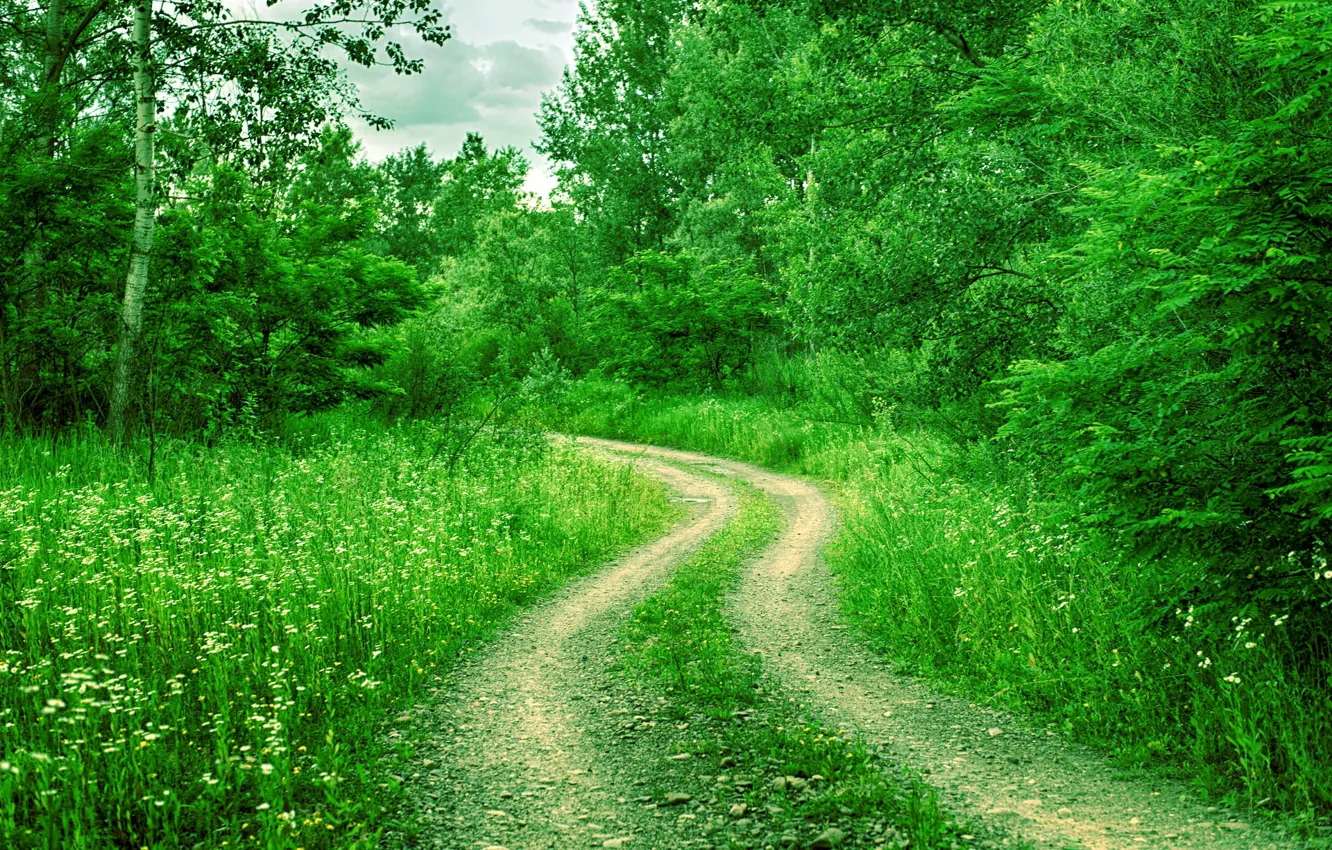 Photo wallpaper road, greens, grass, trees, turn