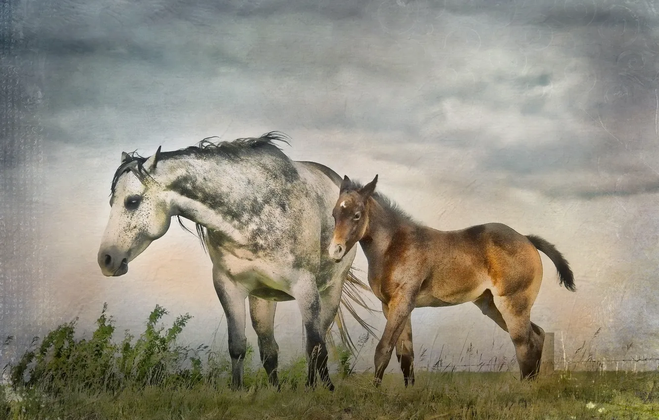 Photo wallpaper nature, style, horse