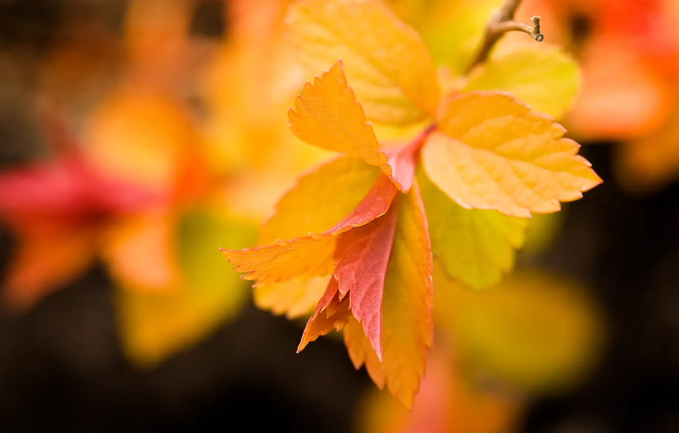 Photo wallpaper leaves, yellow, orange