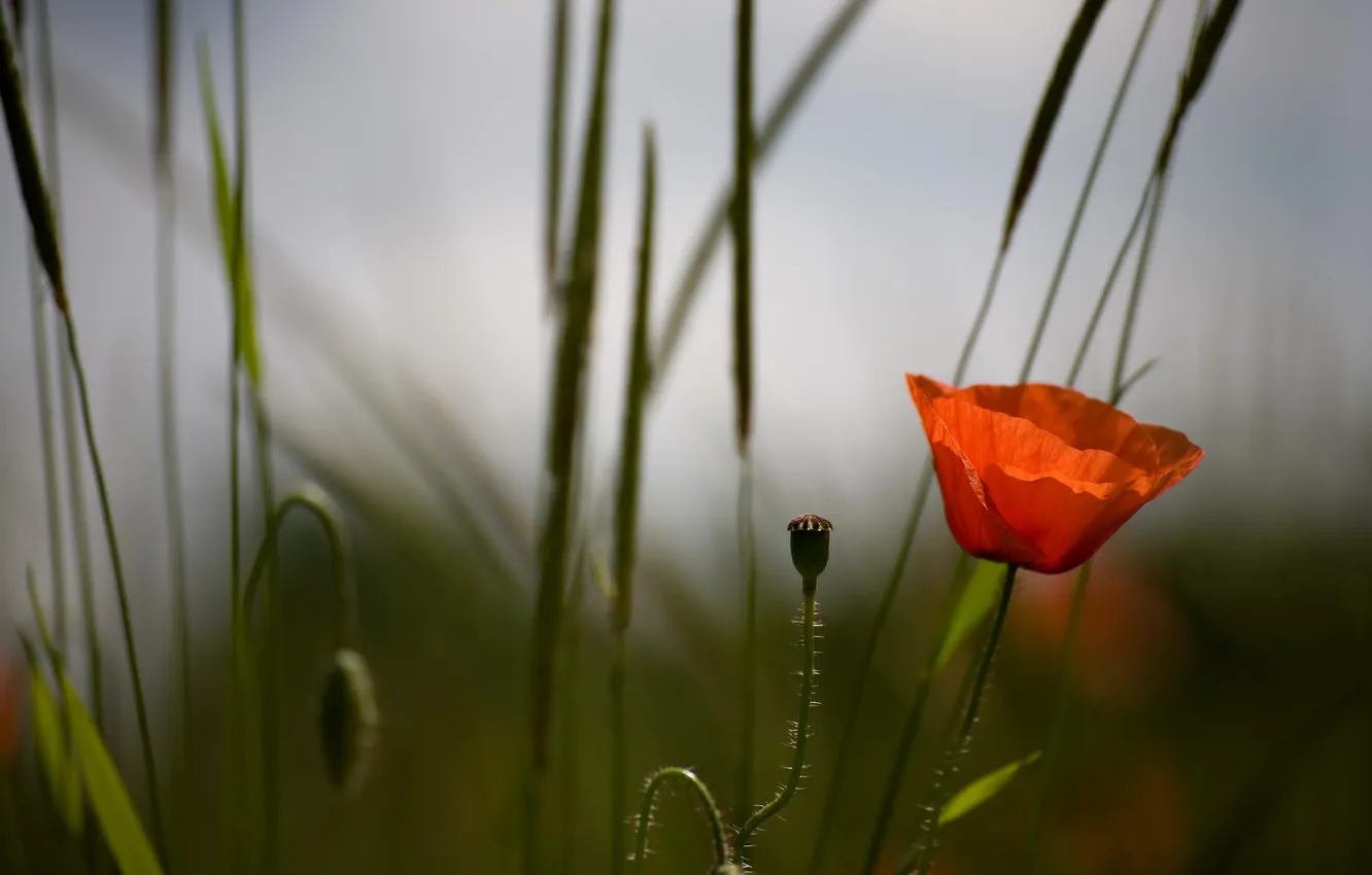 Photo wallpaper field, flowers, nature, Mac