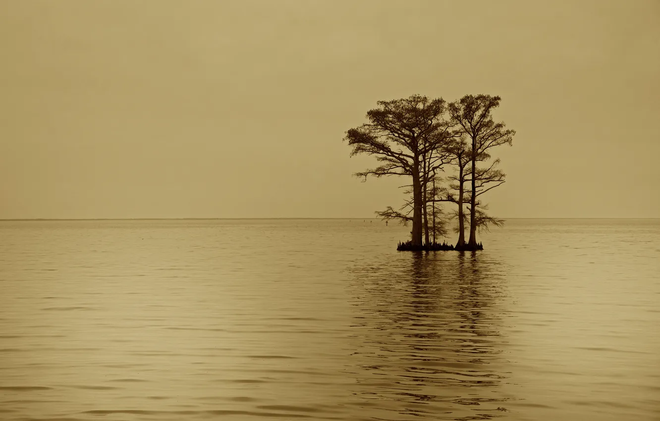 Photo wallpaper trees, lake, island