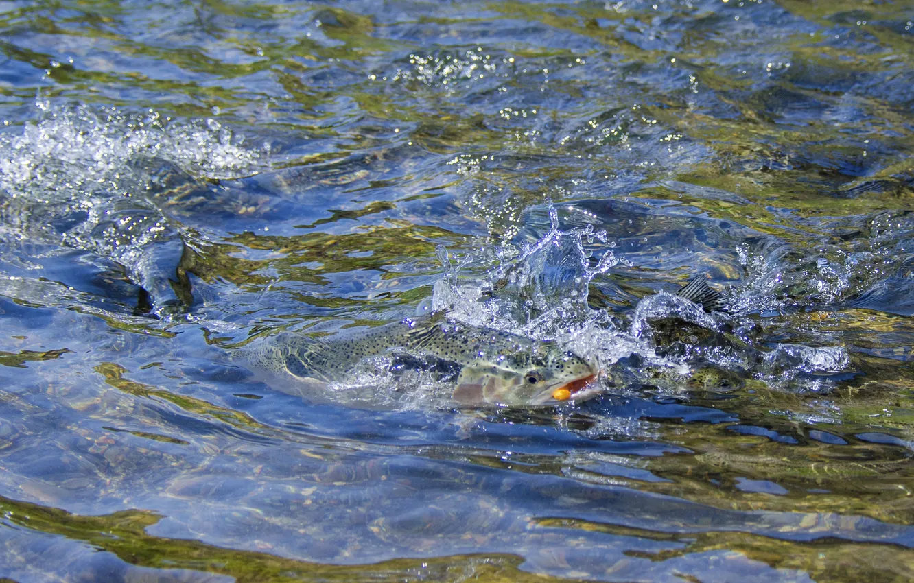 Photo wallpaper wave, water, squirt, stream, fish, rainbow trout