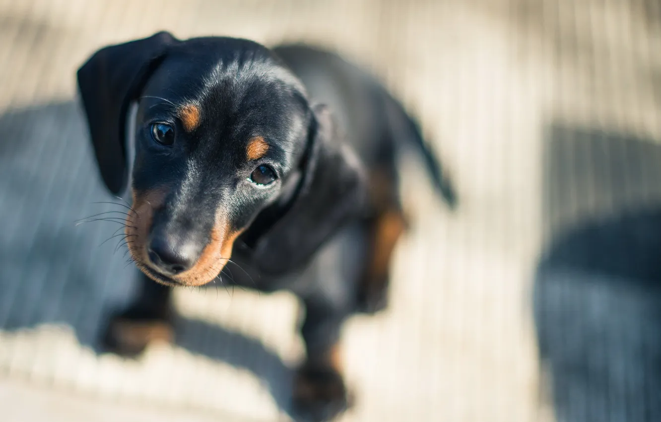 Photo wallpaper look, each, dog