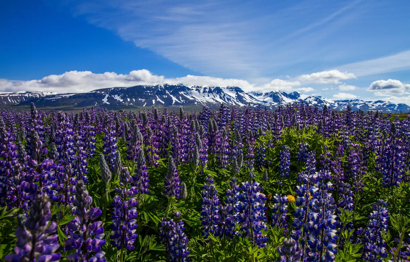 Photo wallpaper flowers, mountains, meadow, Iceland, Iceland, lupins, Nordur-Tingeyjarsysla, Thorshofn