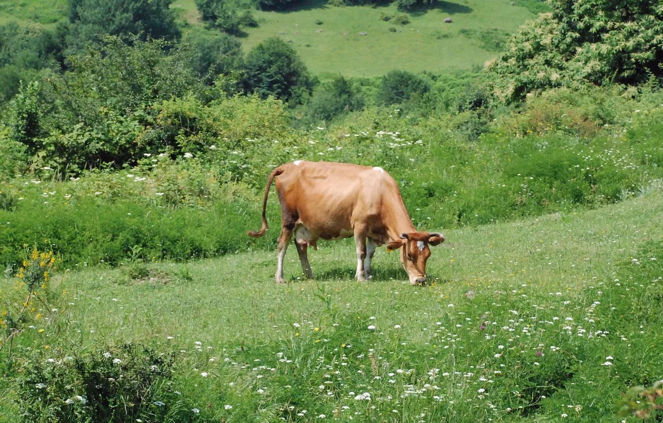 Photo wallpaper green, village, cow