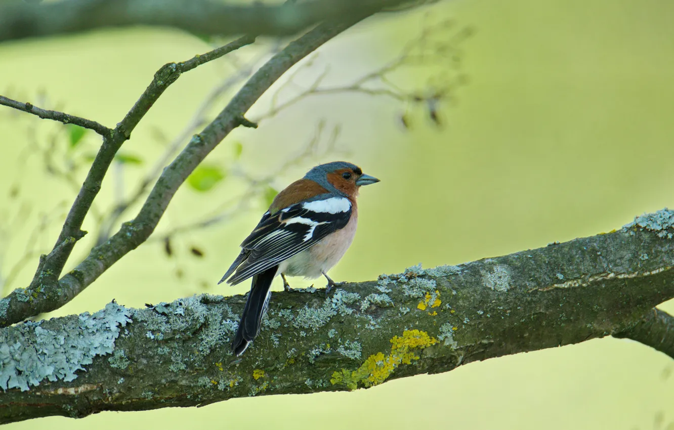 Photo wallpaper summer, trees, sitting, Chaffinch