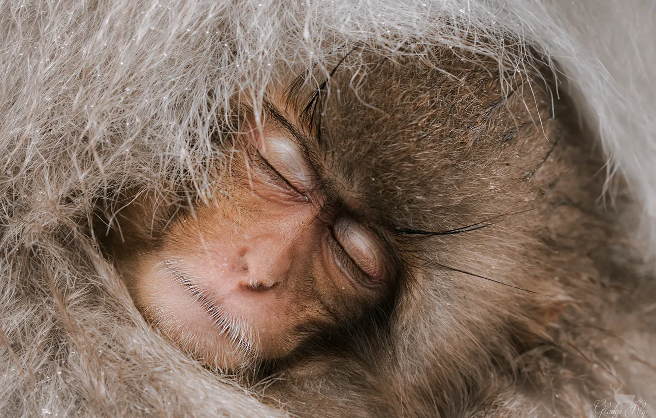 Photo wallpaper winter, wool, sleeping, Japanese macaques, Macaca fuscata